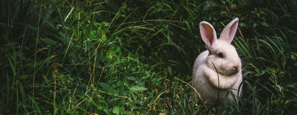 Baner fotografia zielonej gęstej trawy z prawej strony siedzi biały zając.